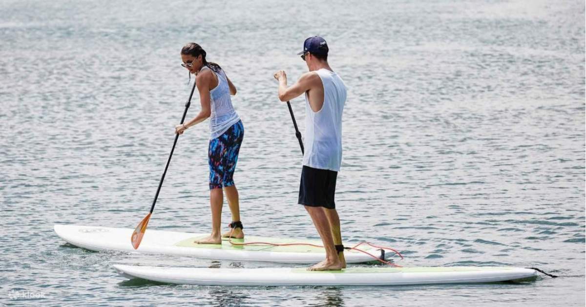 Paddle Board Hire Rushcutters Bay Sydney Harbour Klook Indonesia